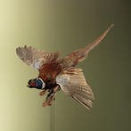 Fazant Vliegend Taxidermie Opgezette Dieren By Max, Ophalen of Verzenden, Nieuw, Vogel, Opgezet dier