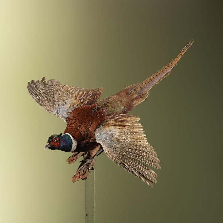 Fazant Vliegend Taxidermie Opgezette Dieren By Max, Verzamelen, Dierenverzamelingen, Opgezet dier, Nieuw, Vogel, Ophalen of Verzenden