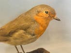 roodborstje Taxidermie volledige montage - Erithacus, Verzamelen, Nieuw
