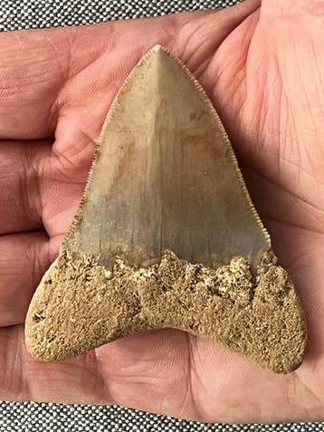 Megalodon-tand 7,0 cm - Fossiele tand - Carcharocles, Collections