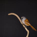 BAARDMAN Taxidermie volledige montage - Panurus biarmicus-, Verzamelen, Nieuw
