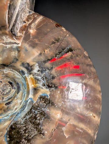 Rode Vuur Cleoniceras ammoniet - Gefossiliseerde schelp -