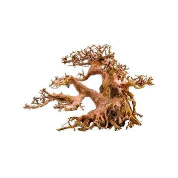 Bonsai boom, Dieren en Toebehoren, Verzenden, Nieuw