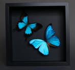 Vlinder Taxidermie volledige montage - Morpho didius x, Antiek en Kunst