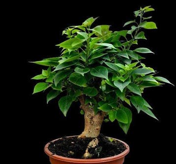 bougainvillée Mini Thai - Hauteur (arbre) : 30 cm -, Antiek en Kunst