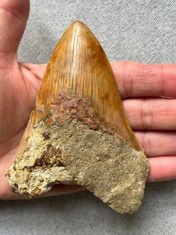 Megalodon tand 11,5 cm - Fossiele tand - Carcharocles