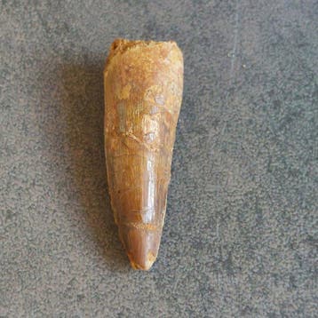 Dinosaurus - Fossiele tand - Spinosaurus aegyptiacus - 47 mm
