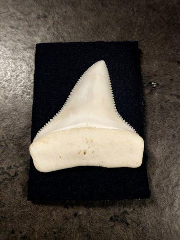 Witte haai Taxidermie volledige montage - Carcharodon, Nieuw