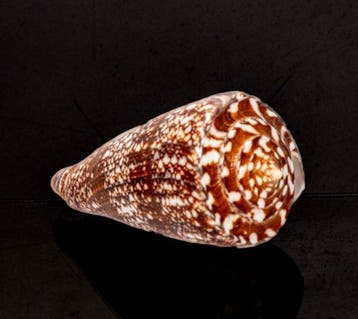 Escargot de mer GEM  Squelette - Conus amadis - der