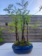 metasequoia bos in bonsaischaal - Hoogte (boom): 32 cm -