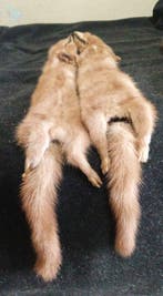 visone Taxidermie volledige montage - Mustela lutrola - 145, Nieuw