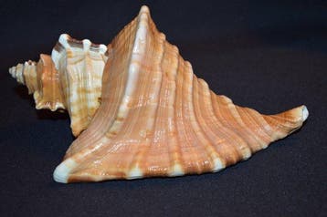 Escargot de mer Coquillage marin - S-399 CYMATIUM RADERI, Nieuw
