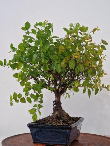 Liguster bonsai (Ligustrum) - Hoogte (boom): 28 cm - Diepte