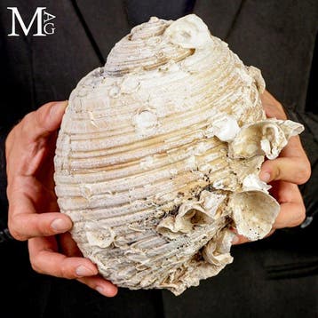 Écho antique de la mer Égée - Coquille géante Tonna galea -