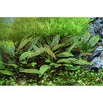 Cryptocoryne x Purpurea In Vitro, Dieren en Toebehoren, Verzenden, Nieuw