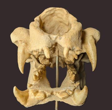 Fossiele schedel - Hippopotamus minor - smallest