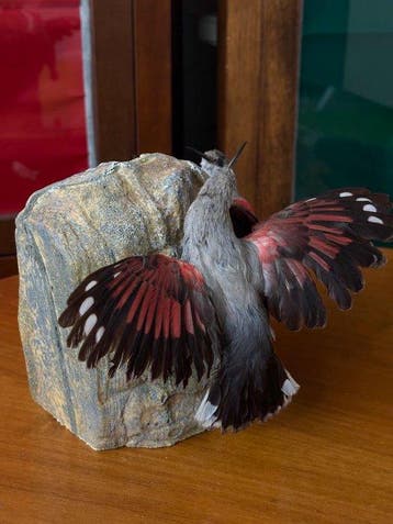 Specht muraiolo (koppel) Taxidermie volledige montage -, Nieuw