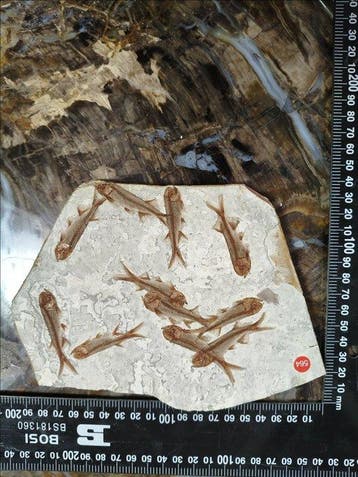 Vis - Fossiel skelet - Lycoptera - 20 cm - 14 cm (Zonder