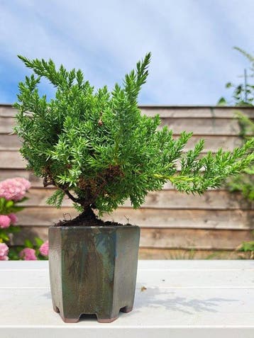 Jeneverbes bonsai (Juniperus) - Hoogte (boom): 14 cm -