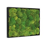 Mosschilderij Bolmos 30x40 cm Zwart, Huis en Inrichting, Verzenden, Nieuw