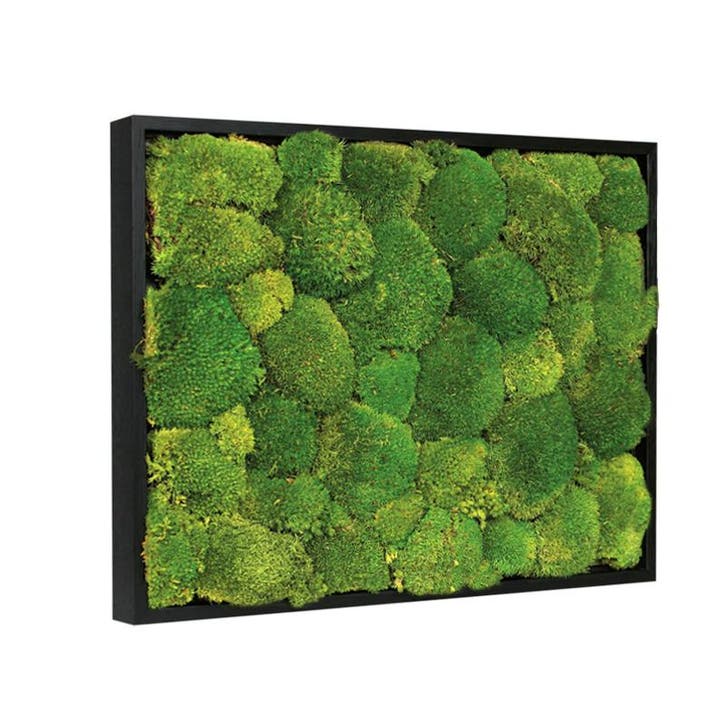 Mosschilderij Bolmos 30x40 cm Zwart, Huis en Inrichting, Woonaccessoires | Lijsten, Verzenden