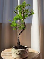 Metasequoia bonsai dans un bol à bonsaï - Hauteur (arbre) :