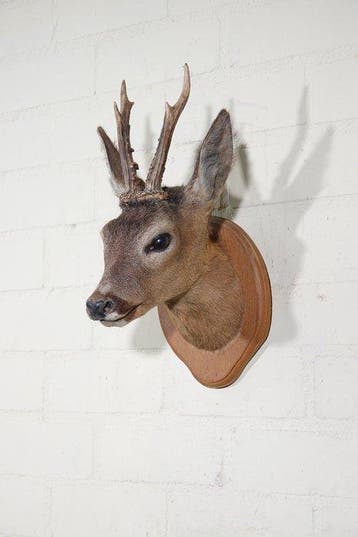 Roebuck trophy Schedel - Capreolus capreolus - 26 cm - 42 cm, Nieuw