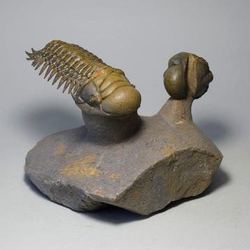 Prachtige trilobiet-combo - Gefossiliseerd dier - “flying”