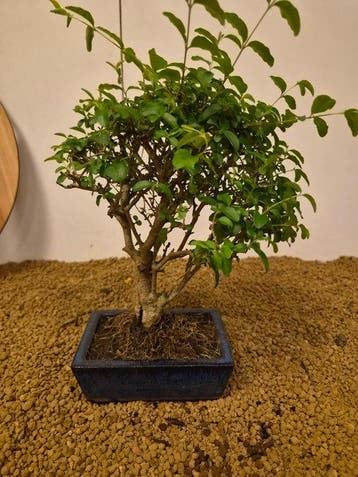 Liguster bonsai (Ligustrum) - Hoogte (boom): 26 cm - Diepte