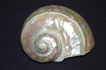 Zeeslak Zeeschelp - S-513 TURBO MARMORATUS, Nieuw