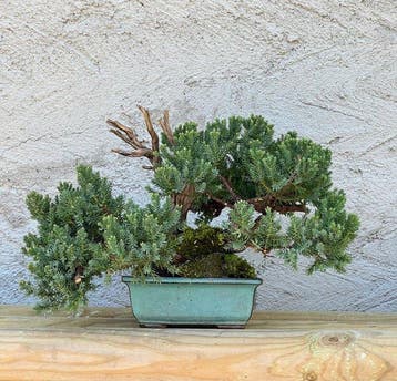 Bonsaï Genévrier (Juniperus) - Hauteur (arbre) : 19 cm -