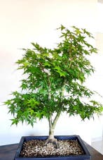 Japanese maple bonsai (Acer palmatum) - Hauteur (arbre) : 60