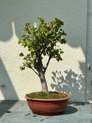 Ginkgo bonsai (Ginkgo biloba) - Hoogte (boom): 63 cm -