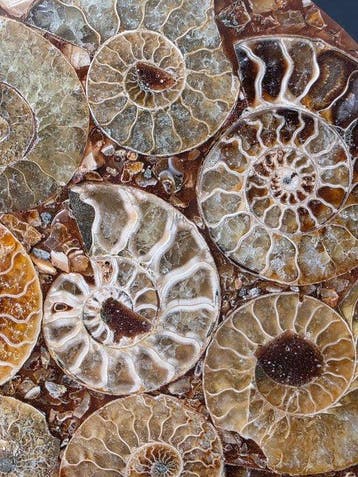 Ammoniet - Gefossiliseerd dier - Aioloceras (Cleoniceras)