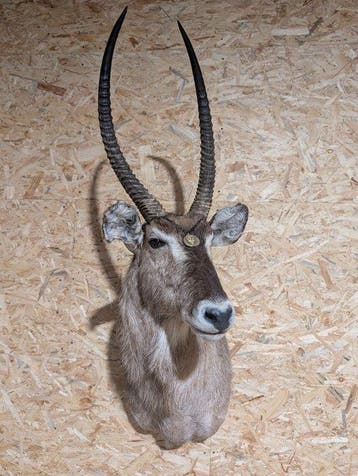 Antilope aquatique Support mural pour taxidermie - Kobus