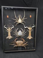 Original Presentation of good world crab and crustacean- -