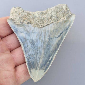 Requin mégalodon naturel - Dent fossile - megaselachus
