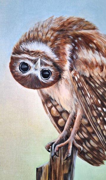 Mireille Both - Young owl