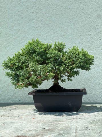 Jeneverbes bonsai (Juniperus) - Hoogte (boom): 18 cm -