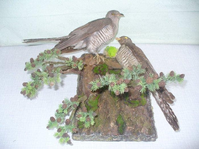 Koekoek Taxidermie volledige montage - Cuculus canorus - 38, Verzamelen, Dierenverzamelingen