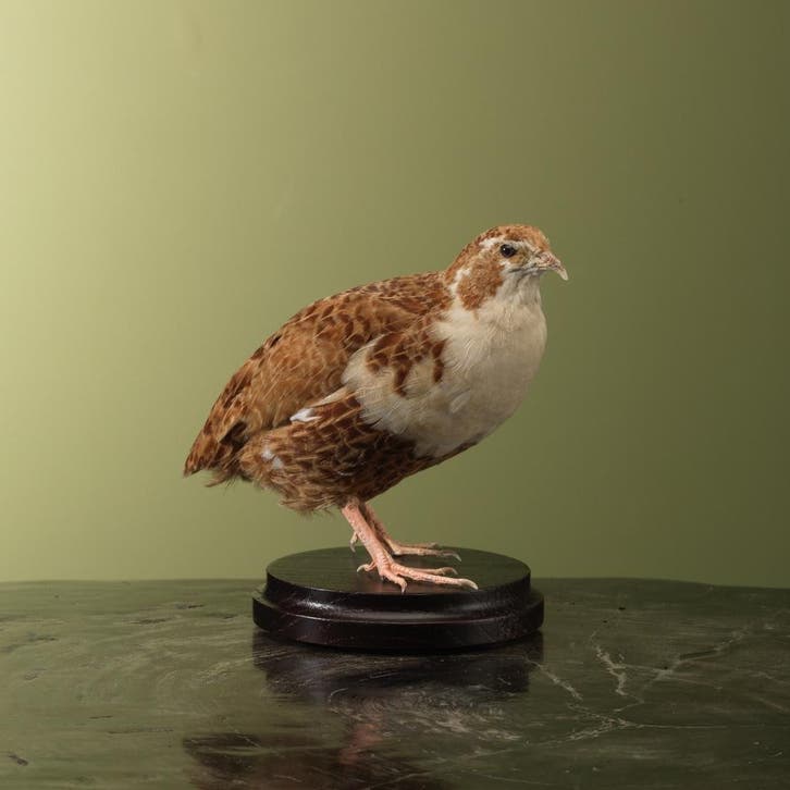 Japanse Kwartel Taxidermie Opgezette Dieren By Max, Collections, Collections Animaux, Enlèvement ou Envoi