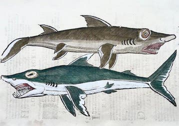 Aldrovandi; Great White Shark & Tope Shark - Folio with 2, Antiek en Kunst