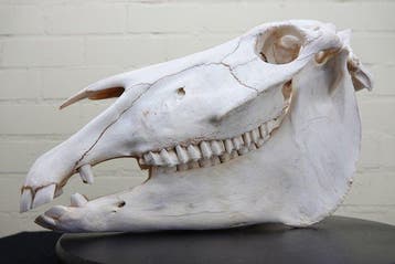 Zèbre des plaines Crâne - Equus quagga - 19 cm - 29 cm - 46, Collections