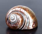 Prachtige conchschaal in parelmoer Zeeschelp - Turbo, Verzamelen, Nieuw