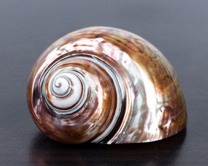 Prachtige conchschaal in parelmoer Zeeschelp - Turbo, Collections, Collections Animaux