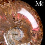 Versteende schelp - Ammoniet - Rode opaal Cleoniceras -