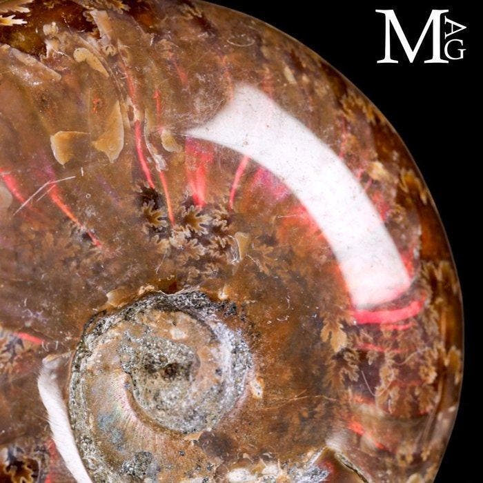 Versteende schelp - Ammoniet - Rode opaal Cleoniceras -, Antiquités & Art, Curiosités & Brocante