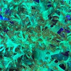 Capnella Kenia Tree Neon Toxic Groen S (Ong. 5 cm)