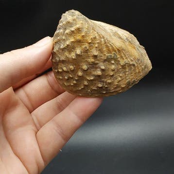 Tweekleppigen - Gefossiliseerd dier - Myophorella lusitanica