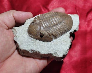 Trilobite - Squelette fossile - Asaphus acuminatus, Collections
